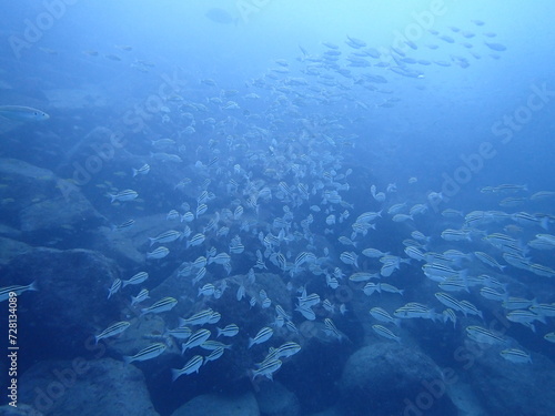 青い海を泳ぐ沢山の魚の群れ（須江/内浦ビーチ）