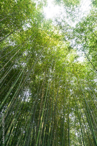 Fototapeta Naklejka Na Ścianę i Meble -  Bamboo forest in Zhuquan Village, Yinan County, Linyi City, Shandong Province