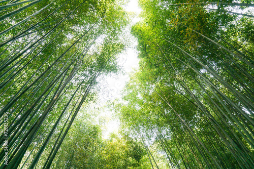 Bamboo forest in Zhuquan Village  Yinan County  Linyi City  Shandong Province