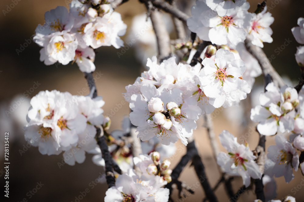 Fototapeta premium tree blossom