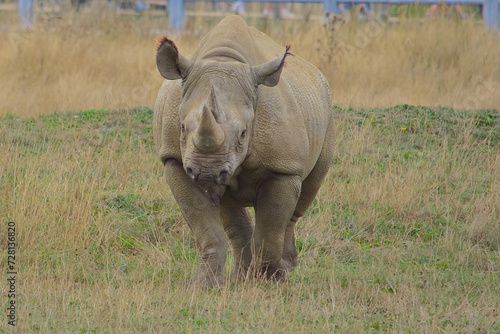 Black rhinoceros with ears pricked  standing in his enclosure showing off his pointed horns.