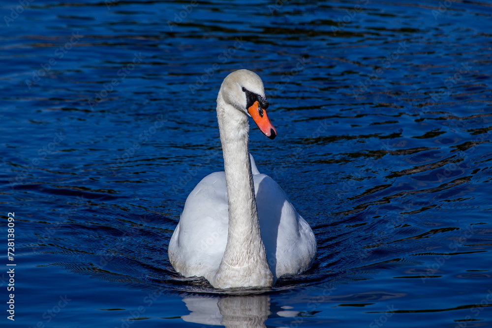 Majestic White Swan (Cygnus olor) in Dun Laoghaire, Dublin, Ireland Majestic White Swan (Cygnus olor) in Dun Laoghaire, Dublin, Ireland