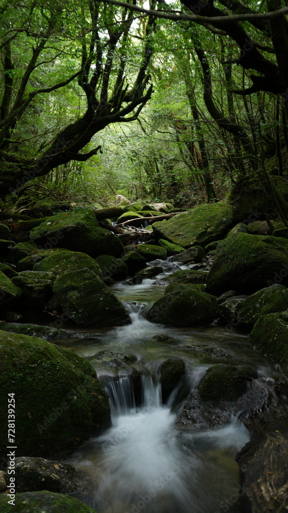 屋久島・白谷雲水峡