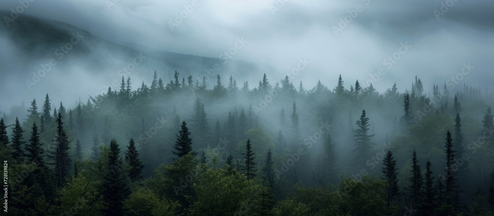 Beauty: A Serene Pine Forest Enveloped in Gray Clouds