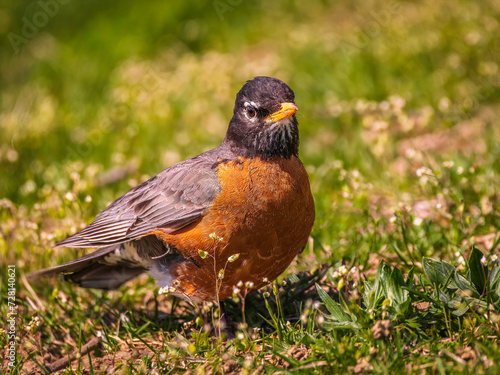 An American robin perching on the grass and looking for some worms