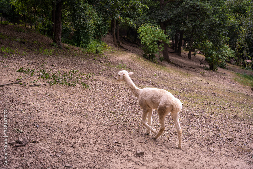 Alpaca walking in the forest, Lama pacos, Zoo Brno Alpaca walking in the forest, Lama pacos, Zoo Brno