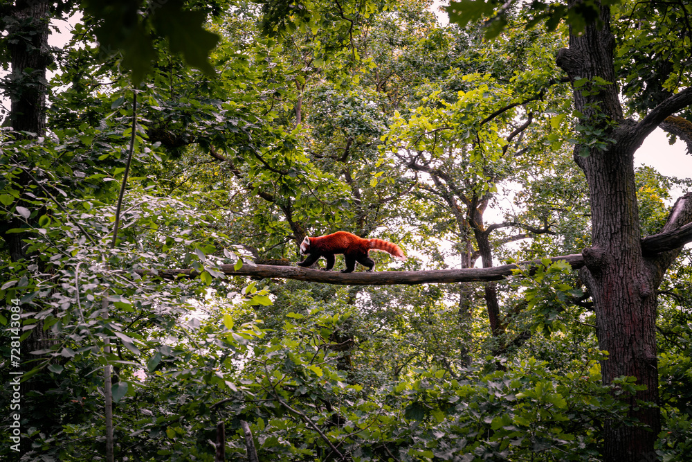 Red panda climbing the treetops in Brno Zoo Red panda climbing the treetops in Brno Zoo