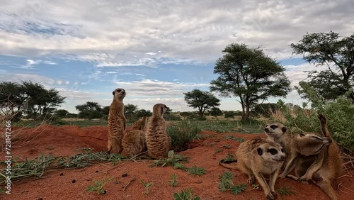 The world of Southern Kalahari meerkats in vivid 4K detail. Filmed with a GoPro action cam from ground level, witness their fascinating general habits as a curious pup ventures close to the camera.