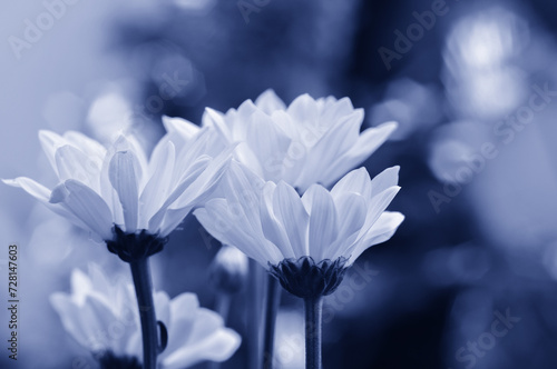 Chrysanthemum lavandulifolium flowers with yellow petals on Cyan Color Style photo