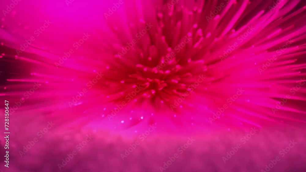 In Bloom: A Captivating Close-Up of a Vibrant Pink Flower Set Against a Mysterious Black Background