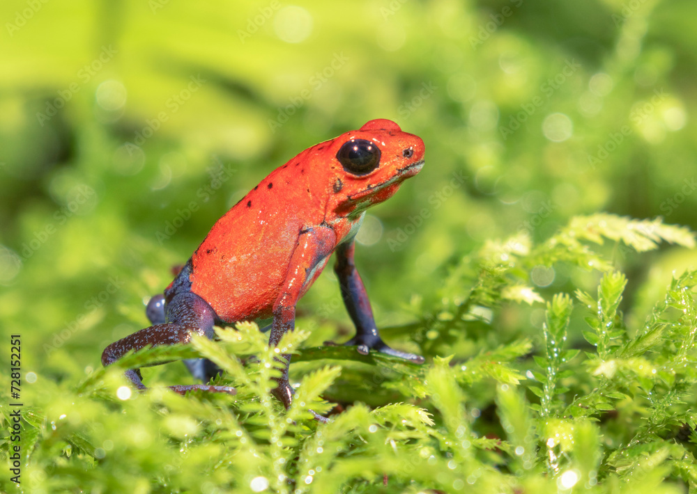 Fototapeta premium The strawberry poison frog (Oophaga pumilio), La Selva Biological Station, Costa-Rica