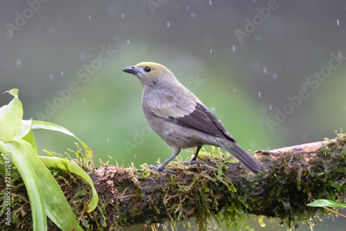 Palm Tanager (Thraupis palmarum) perched on a branch, Costa Rica. photo