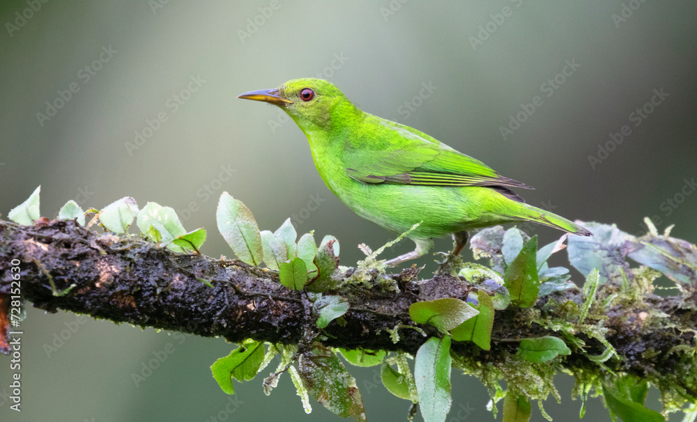 Fototapeta premium Green honeycreeper (Chlorophanes spiza) female, Laguna del Lagarto Eco Lodge, Boca Tapada, Alajuela, Costa Rica