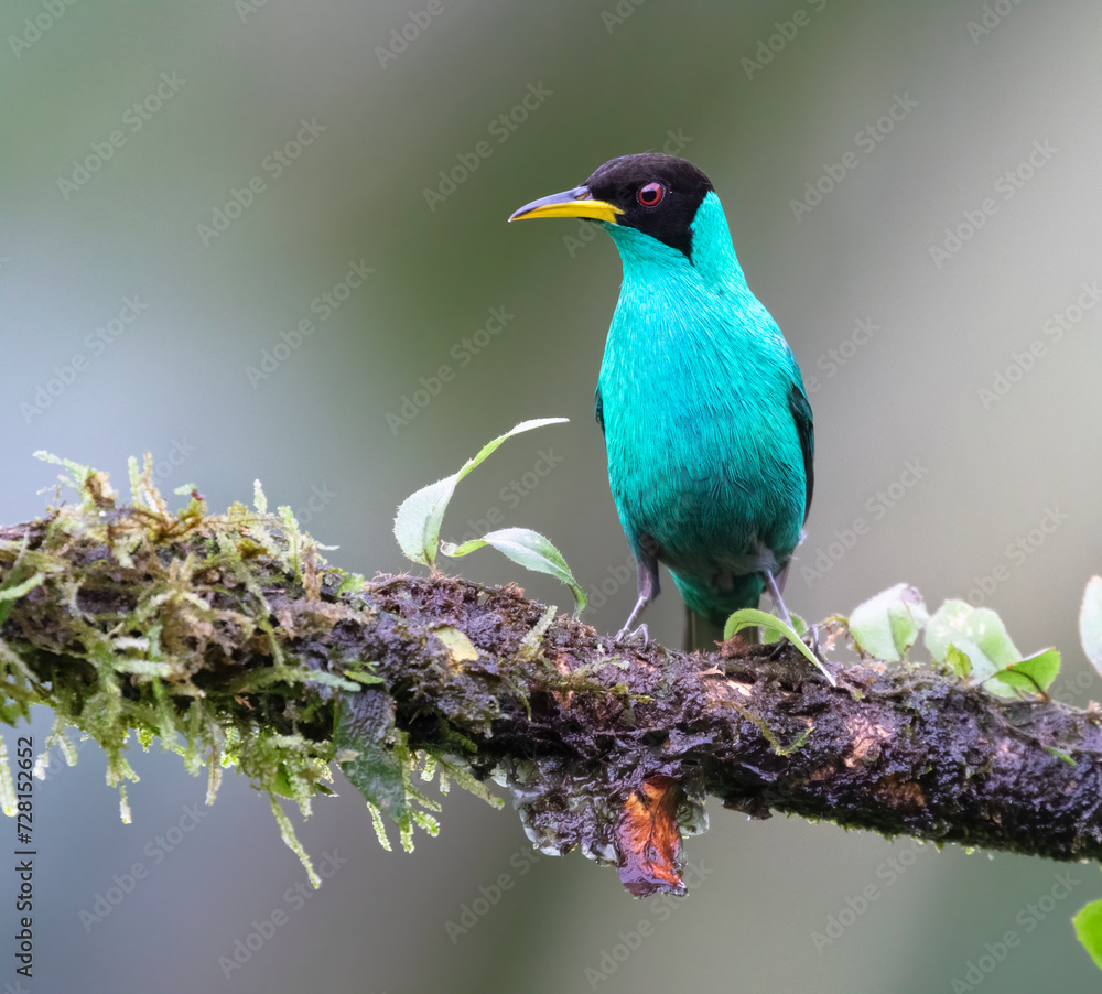 Obraz premium Green honeycreeper (Chlorophanes spiza) male, Laguna del Lagarto Eco Lodge, Boca Tapada, Alajuela, Costa Rica