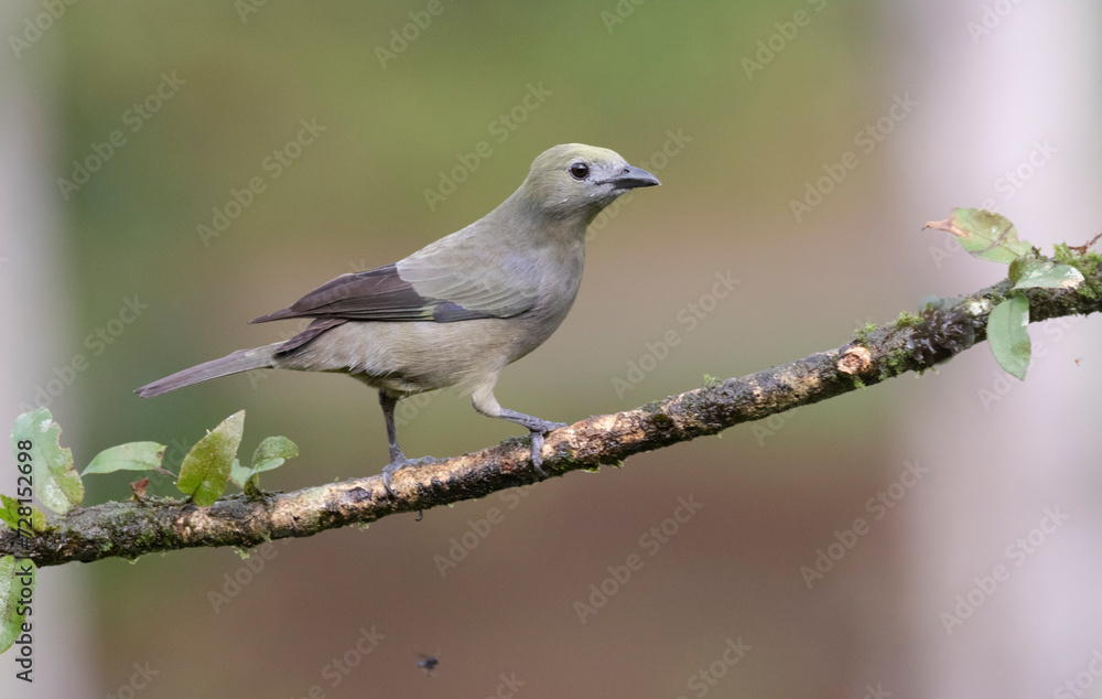 Palm Tanager (Thraupis palmarum) perched on a branch, Costa Rica.