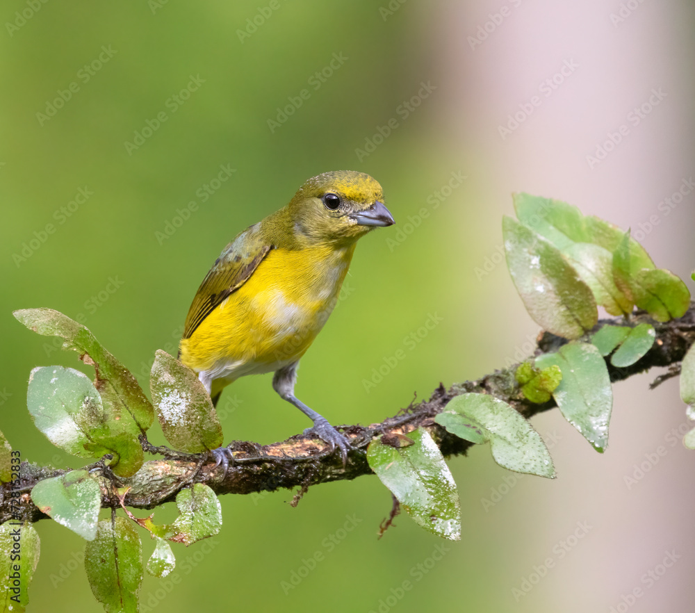 Female Yellow-throated Euphonia (Euphonia hirundinacea) at La Laguna del Lagarto Lodge, Boca Tapada, San Carlos, Costa Rica Female Yellow-throated Euphonia (Euphonia hirundinacea) at La Laguna del Lagarto Lodge, Boca Tapada, San Carlos, Costa Rica