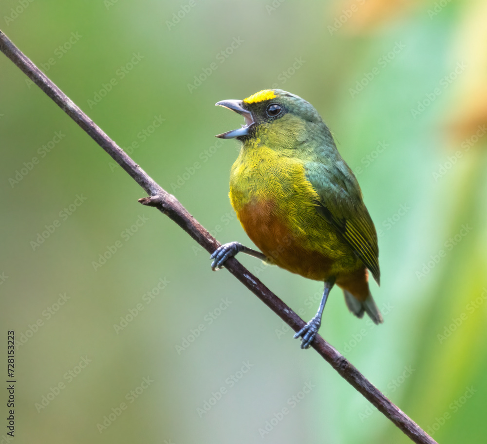 Female Olive-backed Euphonia (Euphonia gouldi) at La Laguna del Lagarto Lodge, Boca Tapada, San Carlos, Costa Rica Female Olive-backed Euphonia (Euphonia gouldi) at La Laguna del Lagarto Lodge, Boca Tapada, San Carlos, Costa Rica
