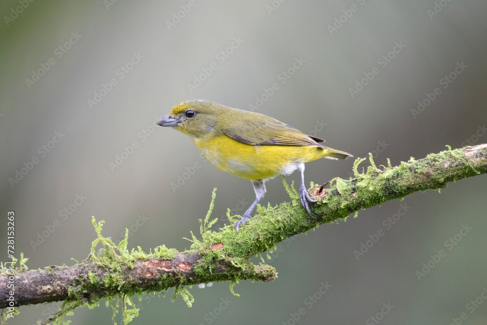 Obraz premium Female Yellow-throated Euphonia (Euphonia hirundinacea) at La Laguna del Lagarto Lodge, Boca Tapada, San Carlos, Costa Rica