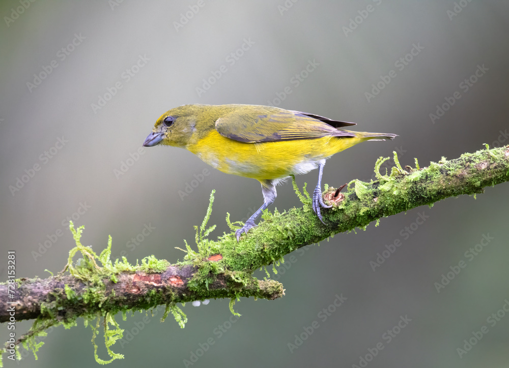 Female Yellow-throated Euphonia (Euphonia hirundinacea) at La Laguna del Lagarto Lodge, Boca Tapada, San Carlos, Costa Rica Female Yellow-throated Euphonia (Euphonia hirundinacea) at La Laguna del Lagarto Lodge, Boca Tapada, San Carlos, Costa Rica