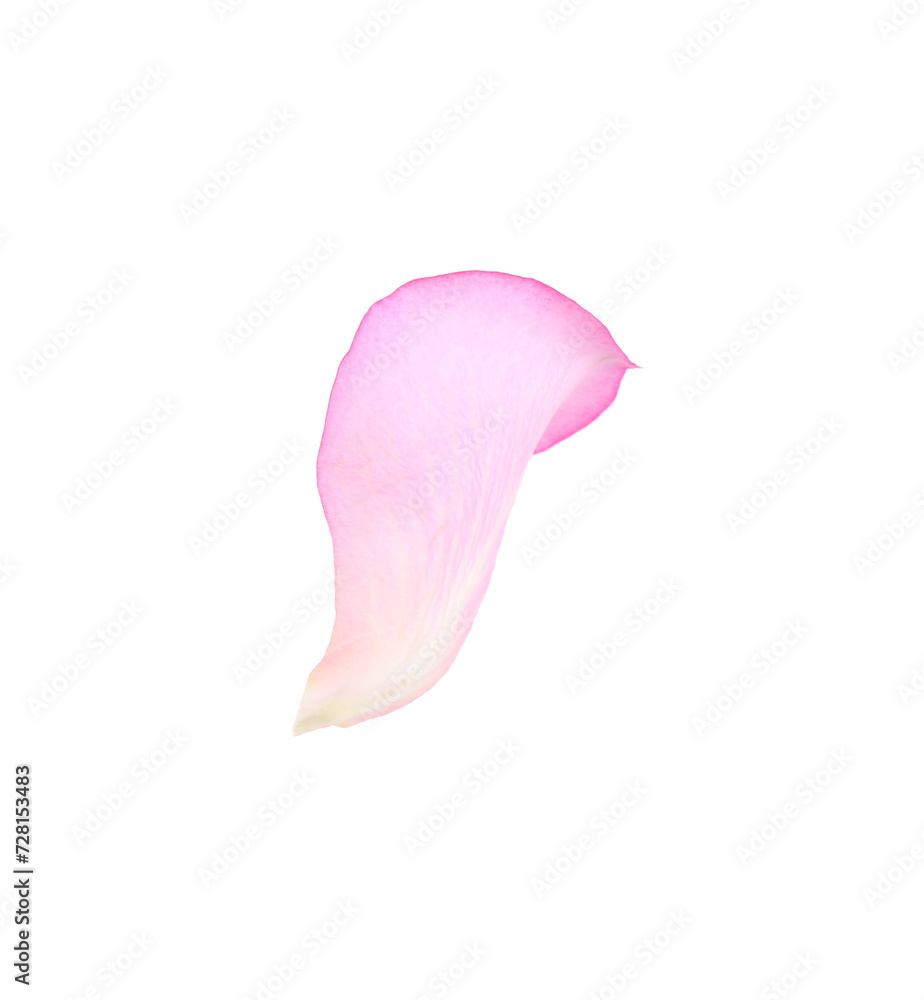 Tender pink rose petal isolated on white Tender pink rose petal isolated on white
