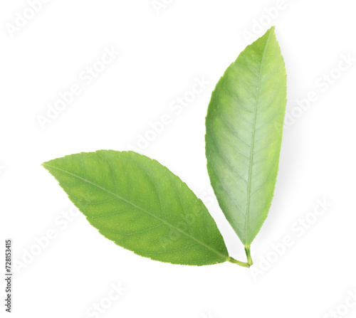 Fresh green citrus leaves isolated on white, top view