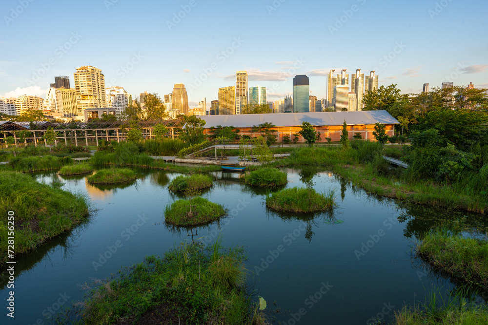 Tropical forest park swamp garden in city public park with office building Benchakitti park
