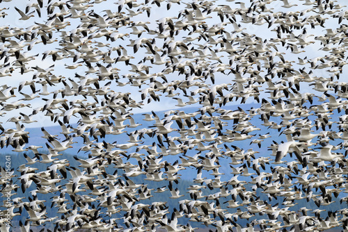 Large flock of wintering snow geese flying together over the Skagit Valley