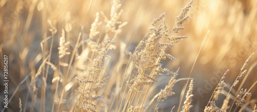 Dry Spikelets Gracefully Adorn the Dry Grass, Creating a Display of Dry Spikelets among the Crisp, Rustling Dry Grass