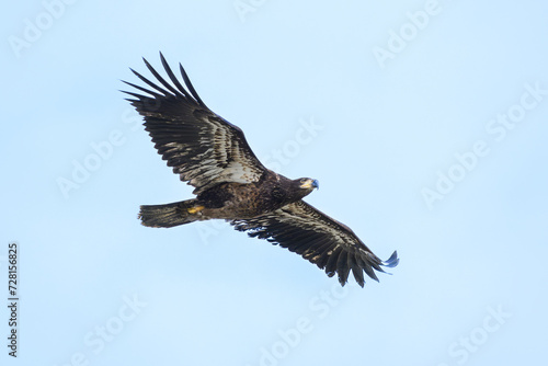 Immature bald eagle isolated against clear blue sky with wings spread