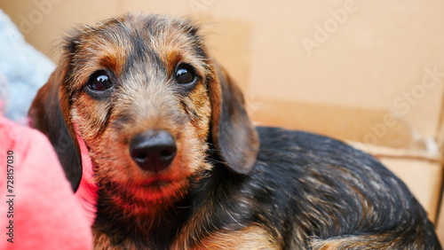 Konstfotografi little wire-haired dachshund puppy outdoors