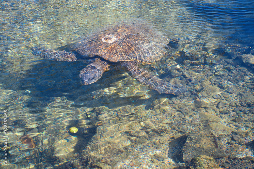 Obraz premium green sea turtle