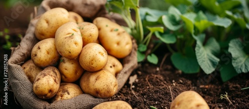 Planting Fresh Potatoes  A Bounty of Harvested Potato Delights on the Farm