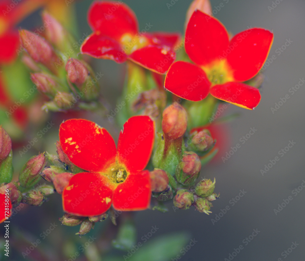 Fototapeta premium red and yellow flower