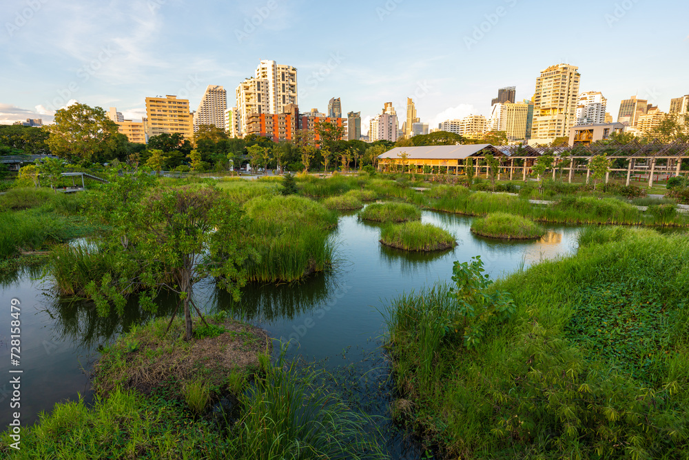 Tropical forest park swamp garden in city public park with office building Benchakitti park
