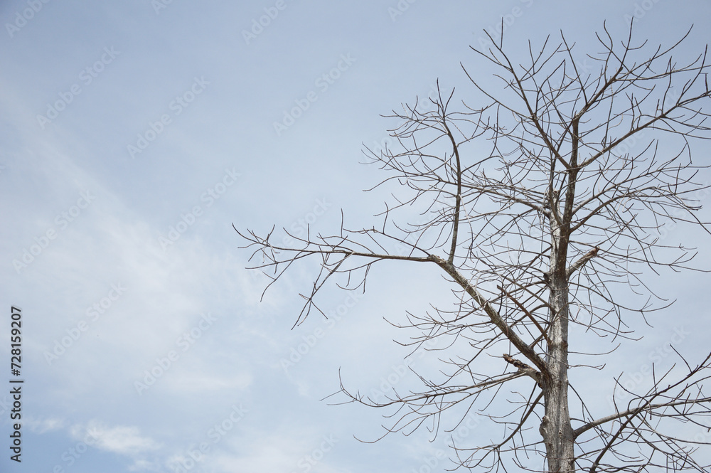 a tree with no leaves and a sky background a tree with no leaves and a sky background