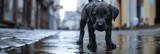 a black puppy on a wet sidewalk, generative AI