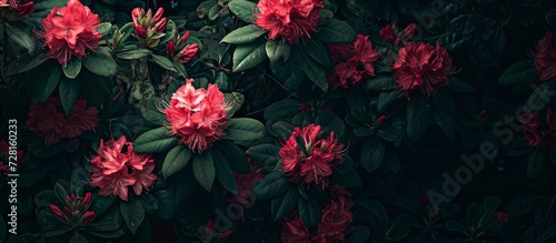 Blooming Rhododendrons Illuminate a Lush Garden Against a Dark Background