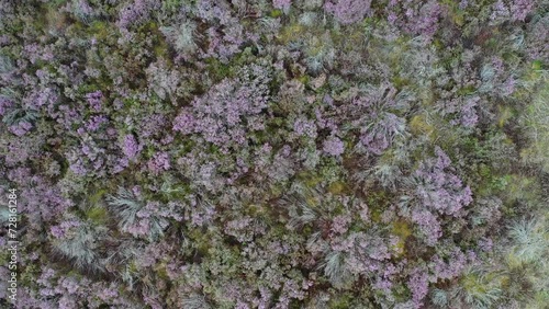 Top down aerial footage of heather in bloom in the summer. photo