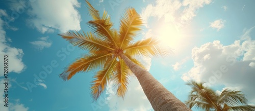 Coconut Tree and the Bright Sky - A Immersed in the Beauty of a Coconut Tree Against a Bright Sky