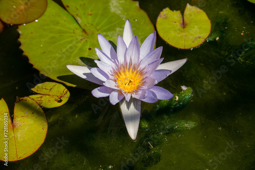 top view of beautiful violet lotus flower  water  lily with green leaves in pond violet lotus flowers blooming 