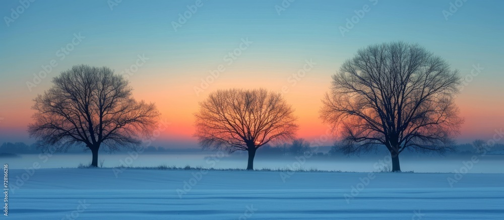 Winter: Mesmerizing Silhouettes of Trees Embrace the Serenity of Winter
