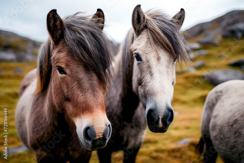 Two brown horses with thick manes standing close together in a serene, natural setting.