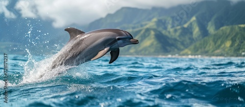 Dolphins Photographed Playfully in Hualien  Taiwan  A Encounter with Dolphins in Hualien  Taiwan s Mesmerizing Waters