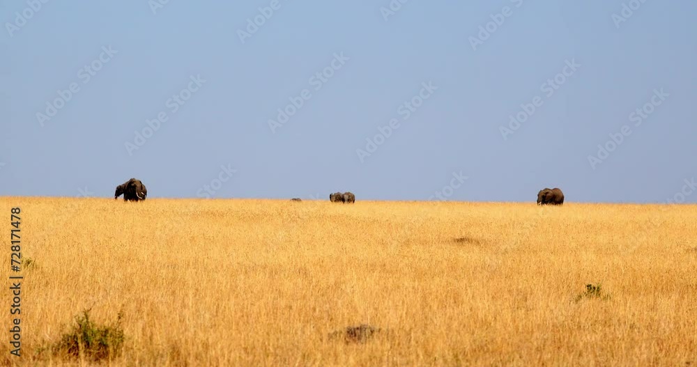 Herd Of Elephants Walking In The Savanna In Masai Mara, Kenya - Wide Shot Herd Of Elephants Walking In The Savanna In Masai Mara, Kenya - Wide Shot