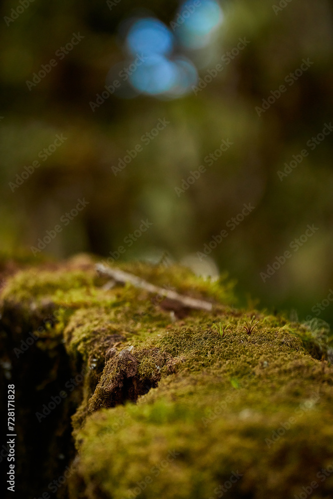Nature background and wooden base ideal for displaying products