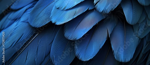Breathtaking Blue Feathers: A Mesmerizing Combination of Blue and Feather in a Stunning Image