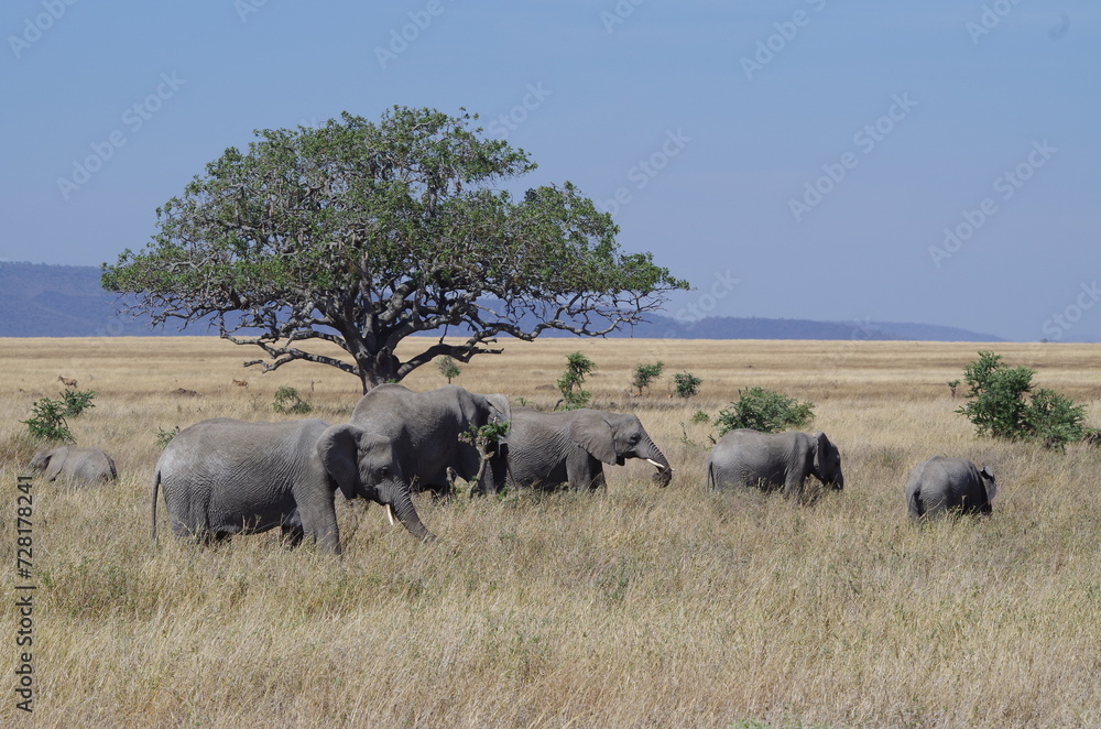 Elephant Herd Trekking Across the Savannah at the End of the Dry Season in October, Tanzania, Africa Elephant Herd Trekking Across the Savannah at the End of the Dry Season in October, Tanzania, Africa