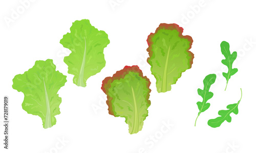 Green lettuce, red lettuce, rucola, rocket green leaves  isolated on white background. Hand drawn vector illustration.	