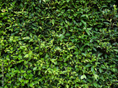 Green Leaves Background Ficus annulata Blume, Banyan Tree Hedge Blume Pattern Texture Nature Design Wall Leaf Growth Backdrop Wallpaper Plant Park Foliage Natural Environment Orgarnic Botany Outdoor.