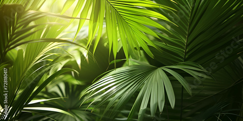 palm tree leaves